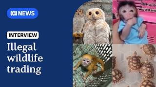 Indonesia's wildlife trafficking kingpin uses Facebook groups to sell protected animals globally