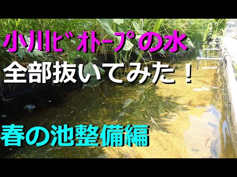 園芸 池の外来植物に注意