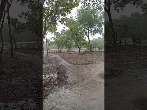 Chuva... Sigefredo Pacheco PI.  28 janeiro 2026