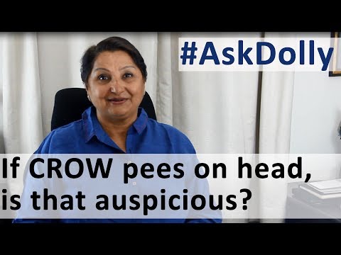 Ask Dolly: If Crow Pees/Shits on You, Is That Considered Auspicious?