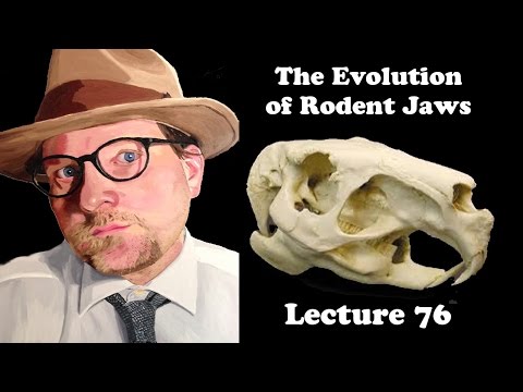 Lecture 76 The Evolution of Rodent Jaws