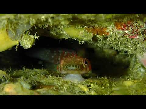 Lepadogaster Porte écuelle