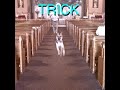 Alex G Trick Album