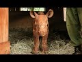 Rescue of Orphaned Rhino Chamboi | Sheldrick Trust