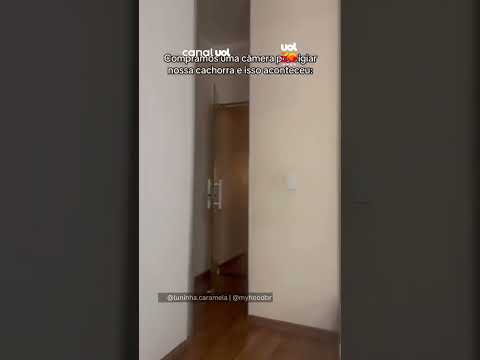 Cachorrinha ouve voz dos tutores na câmera e entra em modo desespero
