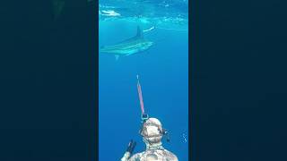 Epic Marlin footage - Spear Tagging