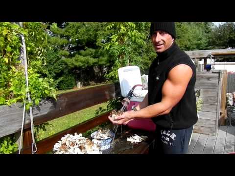 download lagu mp3 mp4 How To Freeze Sheepshead Mushrooms, download lagu How To Freeze Sheepshead Mushrooms gratis, unduh video klip How To Freeze Sheepshead Mushrooms