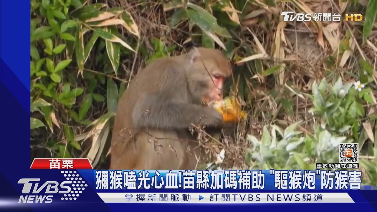 獼猴嗑光心血!苗縣加碼補助「驅猴炮」防猴害