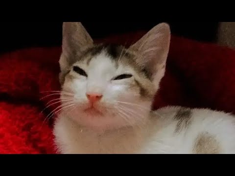 Cutieby😙#Maliha'sBdVlog's