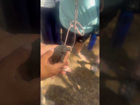 Baby Tortoise 🐢 at Isabela Island, Galapagos