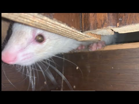 YouTube video about: How to get a ferret to come out of hiding?