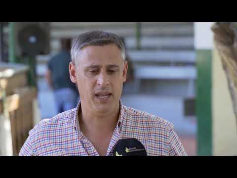 EL TERNERO SE LE ESCAPA AL GORDO