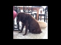 Dog Produces Some Impressively Loud Flatulence