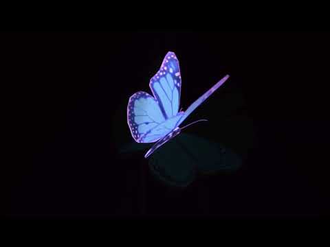 Butterfly Feat.Whytrevxr