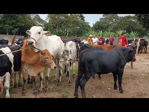 FEIRA DO GADO NA IBIAPINA CEARÁ DIA 19/07/26