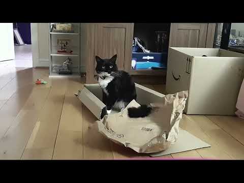 Mr. Darcy's cat-board box living - best with sound