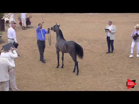 N.16 MZOON - Menton 2019