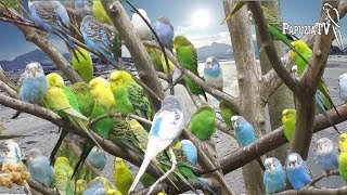 Parrot Walk-Through Aviary in Alaska