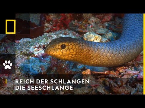 REICH DER SCHLANGEN - Die Seeschlange | National Geographic