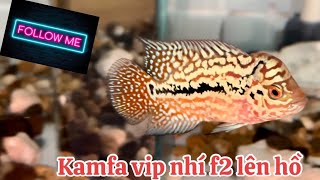 Siêu phẩm cá la hán f2 nhí lên hồ 1 ngày , ae cần vip thì lien hệ mình,zalo 0938882816