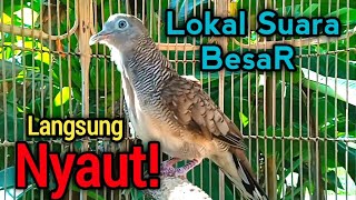 Download lagu Perkutut Lokal Suara Besar 100% langsung nyaut dengar perkutut gacor ini!! mp3