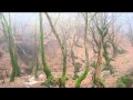 IN THE WOODS... - Tell De Dode (demo)