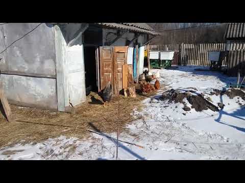 17,02,2021 Куры в солнечный морозный день