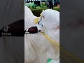 Qurbani Ka Janwar Cow Qurbani TikTok Video Eid Eid