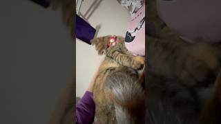 猫に枕取られたからちょっかい出したら怒られたw #猫 #cat #猫動画