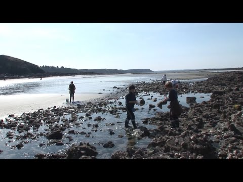 Côtes-d'Armor, le marché gratuit des fruits de mer