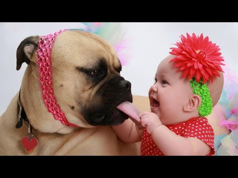 PERROS y BEBÉS, el Dúo Más Gracioso del Mundo 🤣 Perros Graciosos y Bebés Adorables