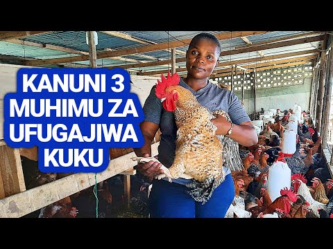 , title : 'Kanuni 3 za Mafanikio Kwenye Ufugaji wa Kuku - Fuga Kibiashara'