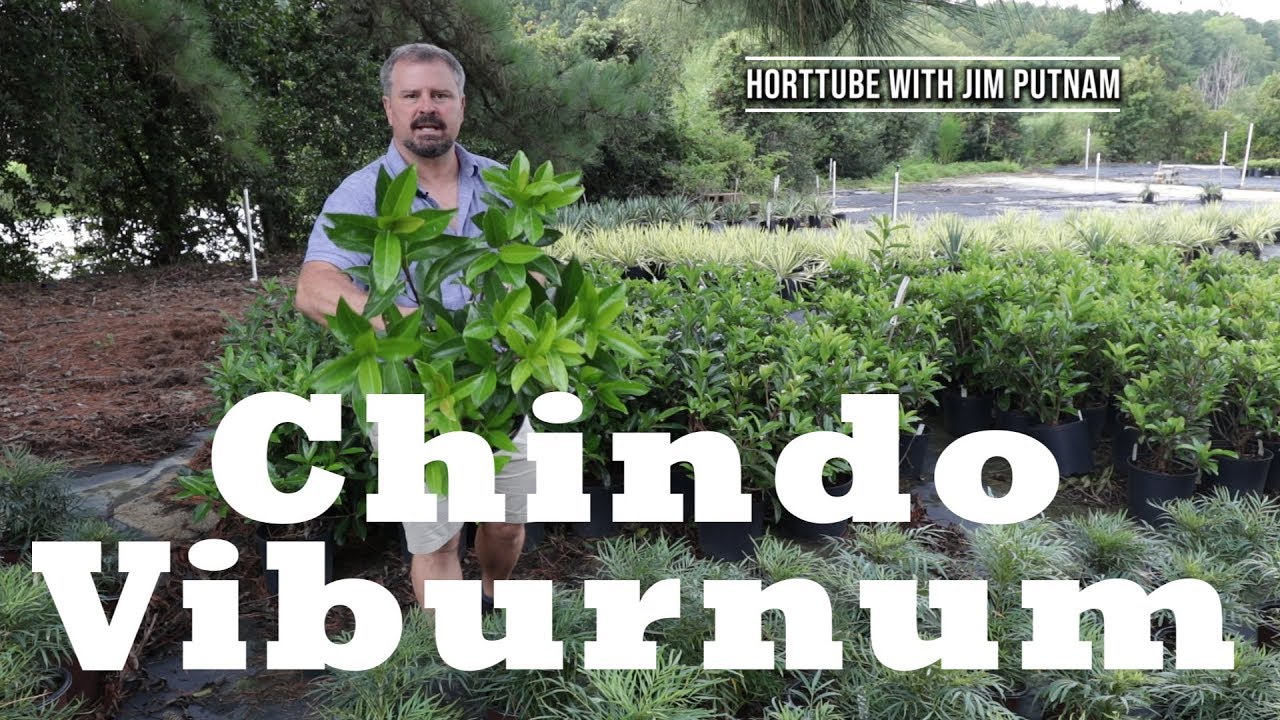 Chindo Viburnum in 2 Minutes - Great Border Plant