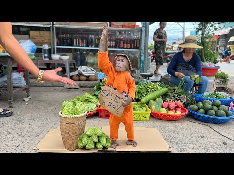 CUTIS Farmer Enlist Harvest Bitter Melon Then Sell In Smart Special Way At Market