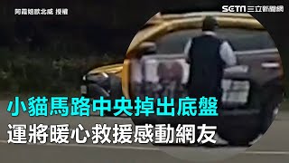 小貓馬路中央掉出底盤　運將暖心救援