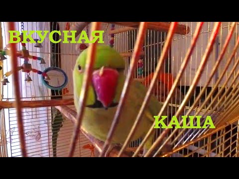 ПОПУГАЙ ГРИША. Вкусная Каша / GREGORY THE PARROT. Delicious Porridge