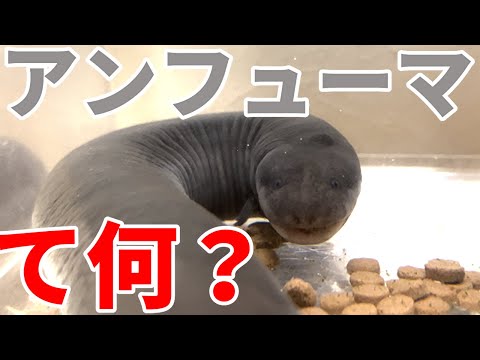 Ameerega trivittataについて詳しく解説