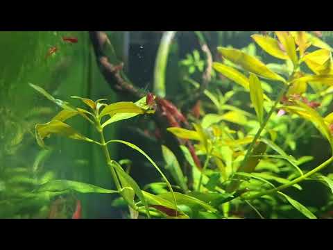 Neocaridina Bloody Mary Shrimp - Image 2