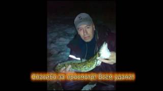 Ловля налим на креветку