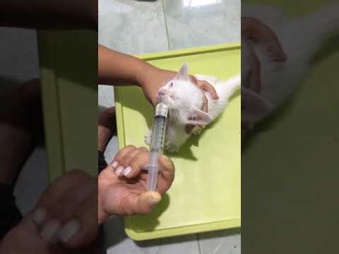 How to give milk to a kitten using a syringe | Blanca Purr’s milk time