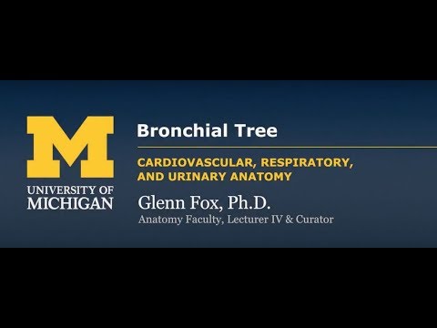Bronchial Tree & Alveoli