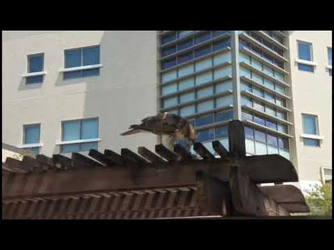 Hawk eats squirrel