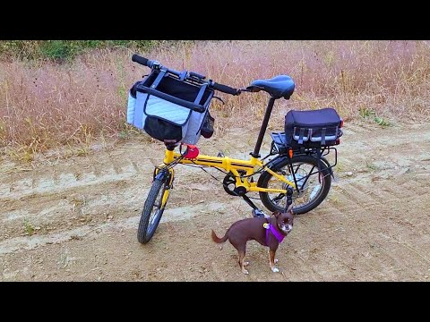 Off-road on The Zizzo Folding Bicycle With Tilly The Chihuahua