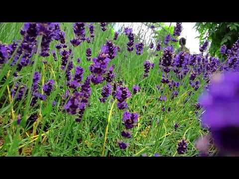 Giverny - Summer 2020