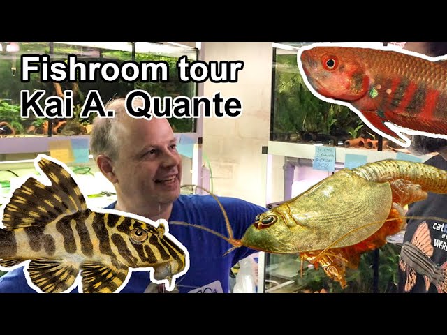 Video Pronunciation of branchiopod crustacean in English Video Pronunciation of branchiopod crustacean in English