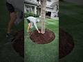 Transform your Tree Rings 🌳 #landscape #landscaping #tree #diy #projects #before #after