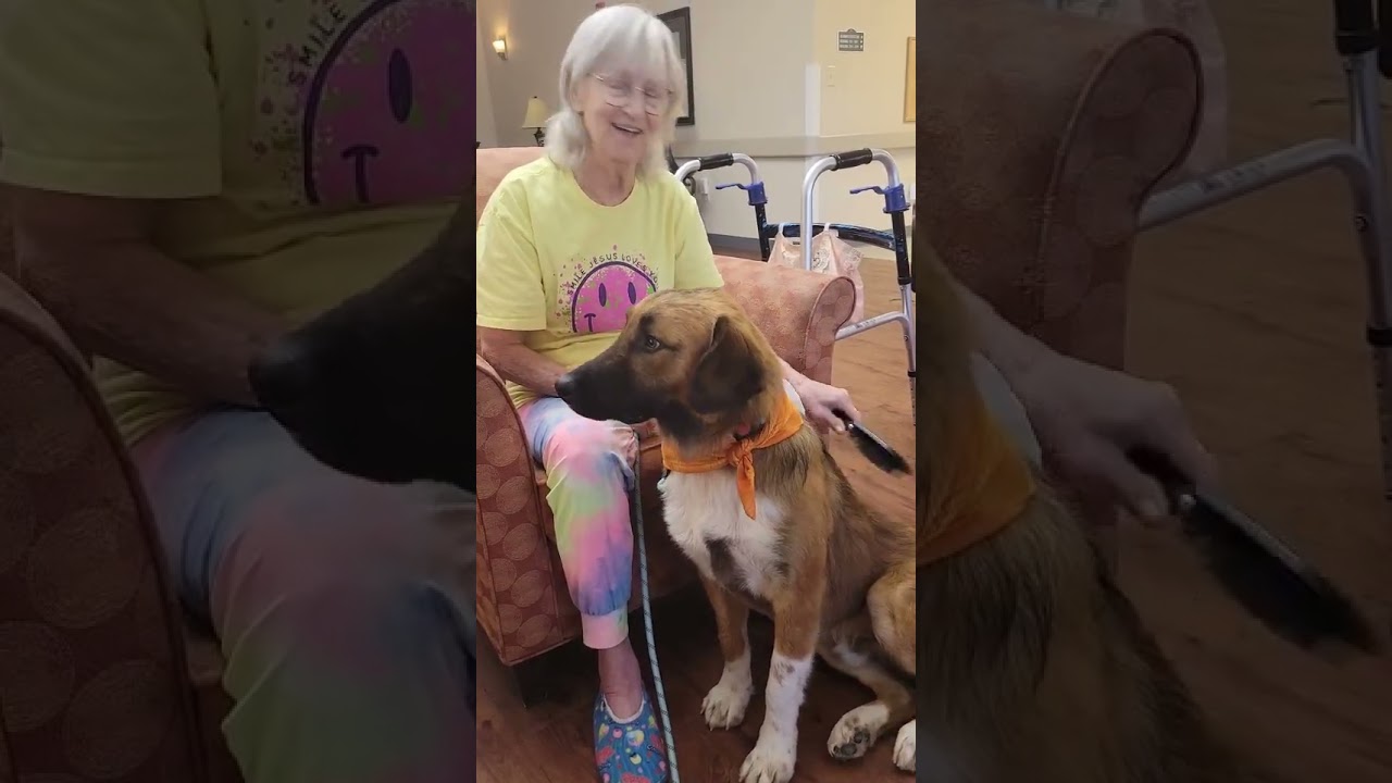 Enlarge Teddy, a ADOPTABLE mixed breed in South Portland, ME video 6/6