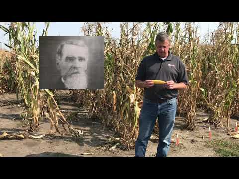 The History of Corn