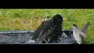 Nikon 1 J1 slow motion test at 400fps - Blackbird disturbed while bathing