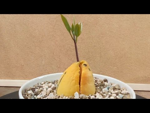 Making a Avocado Bonsai - Part 2 - 2021